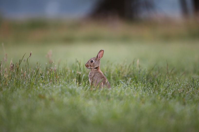 Kaninchen zwischen den Gräsern am frühen Morgen von Maarten Oerlemans