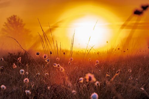 Katoengras in het ochtendlicht