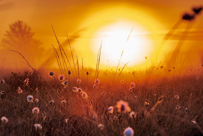 Cotton grass in the morning light by Kurt Krause