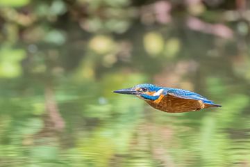 ijsvogel in vlucht van Lies Bakker