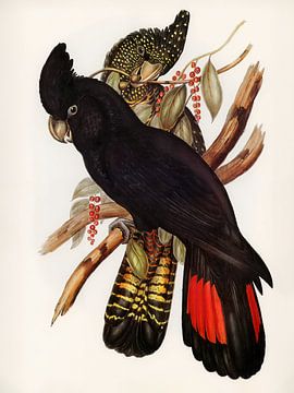 Kakadus mit einem ruhigen, neutralen Hintergrund von Kjubik