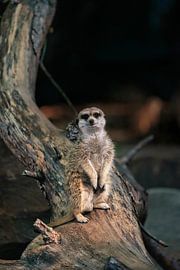 _DSC4755 by Bart Verdijk