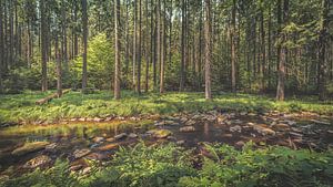 Schwarzwassertal [II}