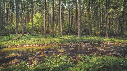 Schwarzwassertal [II} van rosstek ®