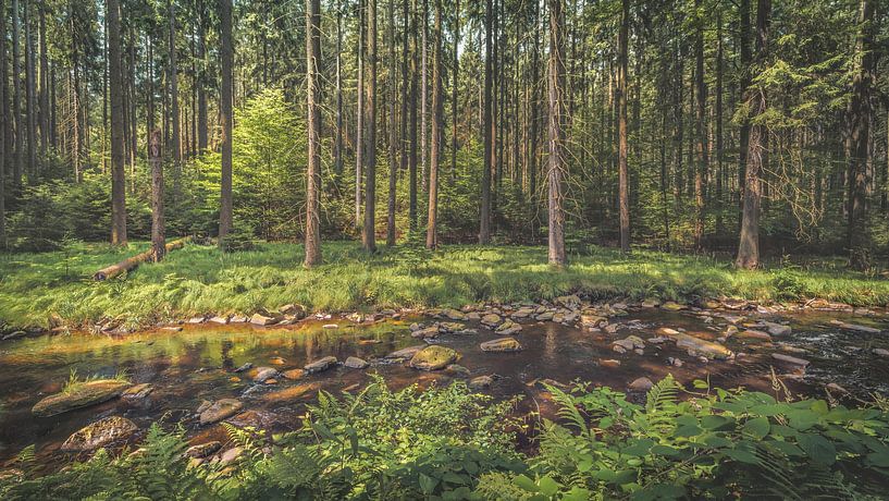 Schwarzwassertal [II} par rosstek ®