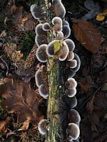 Lots of elfin benches on a log in the woods of Drenthe