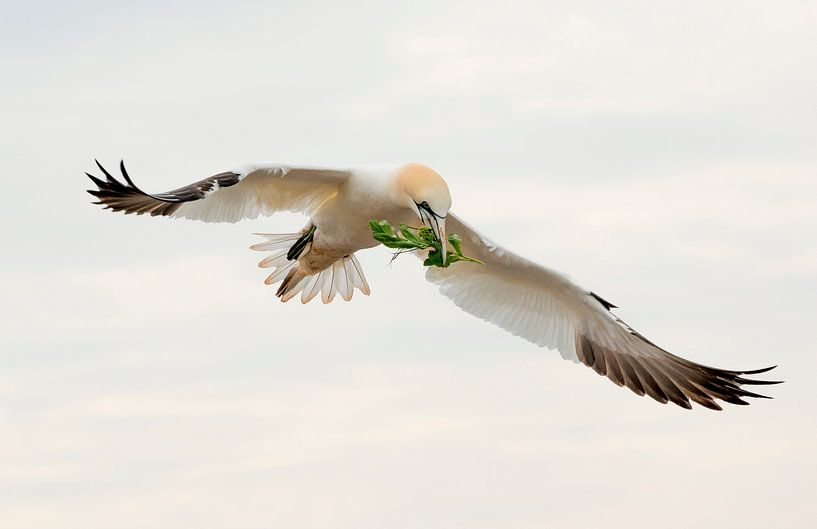 Jan van Gent by Harry Punter