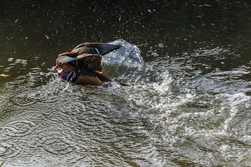 Eend spetterend in het water sur Wil Vlasveld