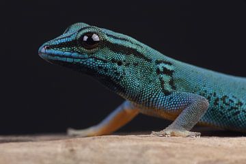 Electric Blue Day Gecko (Lygodactylus Williamsi) by Ronald Pol