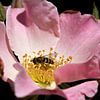 een zweefvlieg op een roze roos van W J Kok