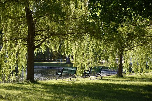 Bankjes onder de bomen in de zomer