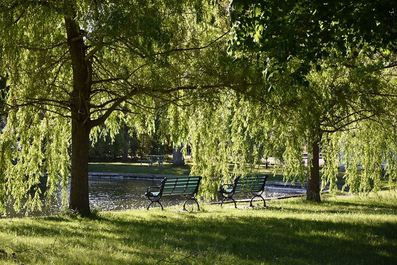 Benches under the trees in summer by Claude Laprise