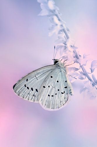 Schmetterling von Violetta Honkisz