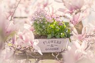 Rosa Blumen Potpourri Flowers & Garden von Tanja Riedel Miniaturansicht