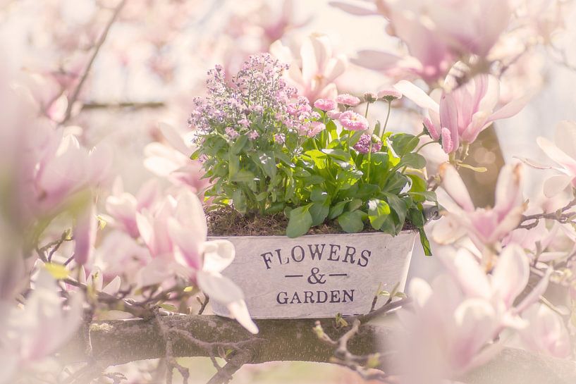 Rosa Blumen Potpourri Flowers & Garden von Tanja Riedel