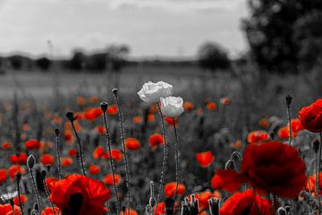 ''coquelicot blanc