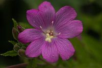 the willow rose