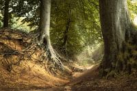 Evanescent