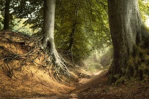 Evanescent