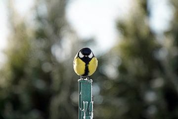 Great Tit by chamois huntress