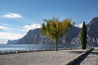 Promenade with cypresses on the north shore of Lake Garda by Frank Andree thumbnail