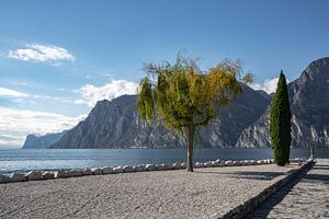 Promenade mit Zypressen am Nordufer Gardasee