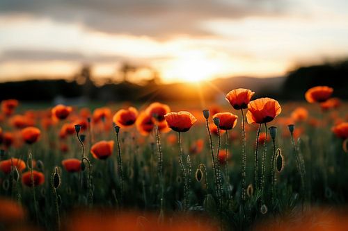 Poppies in the sunset