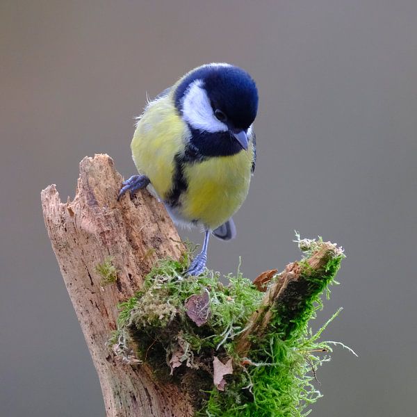 Titmouse by Sabrina de Vries