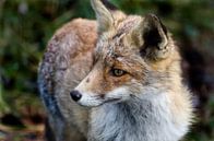 Red Fox from the Amsterdamse Waterleidingduinen par Pierre Timmermans Aperçu