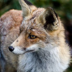 Red Fox from the Amsterdamse Waterleidingduinen by Pierre Timmermans