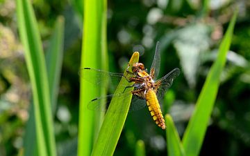 libel (platbuiklibel) in het riet