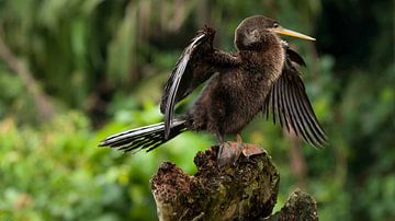 Anhinga anhinga van Maarten Verhees