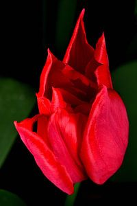 Rote Tulpe von oben