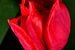 Rote Tulpe von oben von Gerard de Zwaan