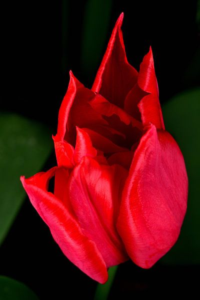 Tulipe rouge vue d'en haut par Gerard de Zwaan