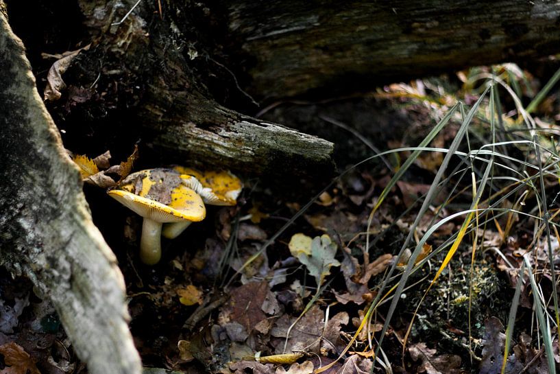 Verscholen paddenstoelen  von Chris Tijsmans