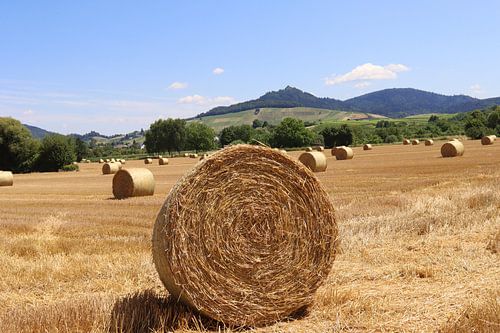 Rundballen (Strohballen) auf einem abgeernteten Getreidefeld