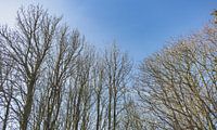 Winterse Bomen met Lentelucht