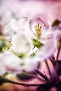 Apfelblüten im sanften rosa Licht