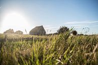 Schapenboet Texel von Jitske Cuperus-Walstra Miniaturansicht