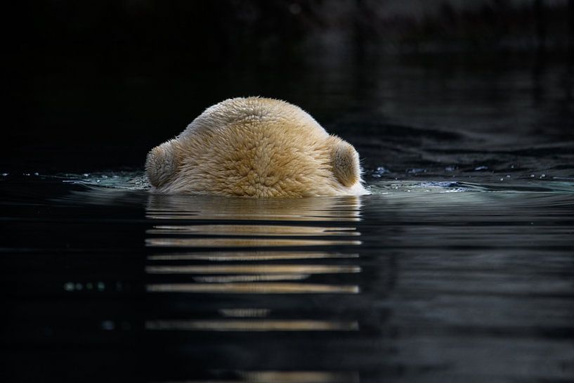Polar bear by Jowo-fotografie