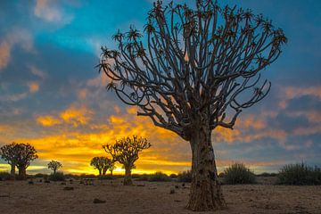 Kokerbomen bij zonsopkomst in de Kalahari woestijn, Namibië van Rietje Bulthuis