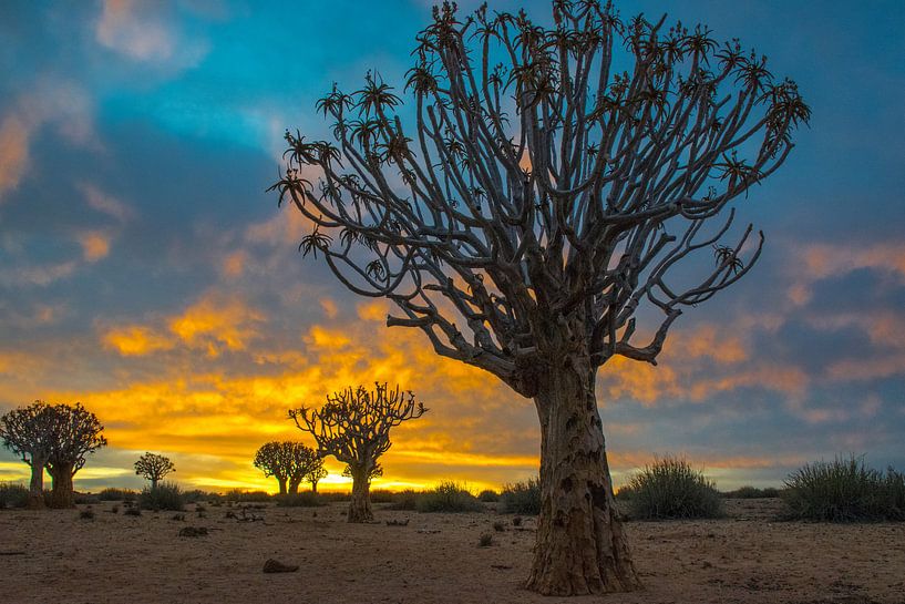 Köcherbäume in der Kalahari-Wüste, Namibia von Rietje Bulthuis