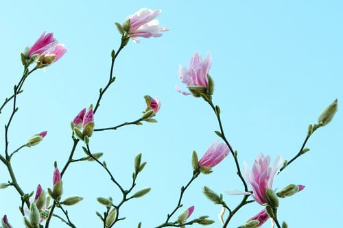 Pastel Magnolia