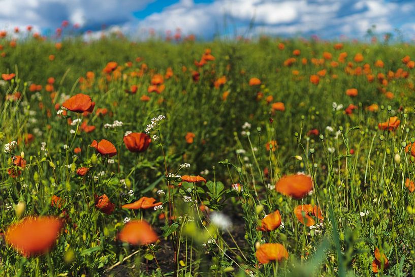 Ein Meer aus Mohnblumen. von Peter Vossen