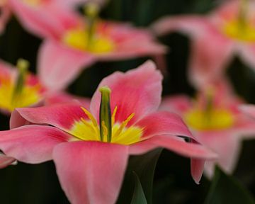 IK Hou van Holland , Tulpen uit Nederland van Hans Brinkel