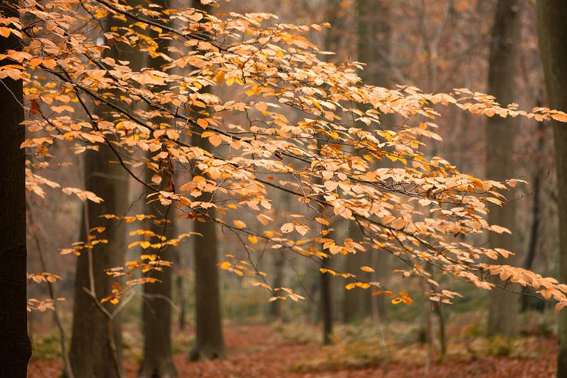 Impression Wald Herbst von Lucia Leemans