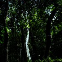 Baumstamm im Licht