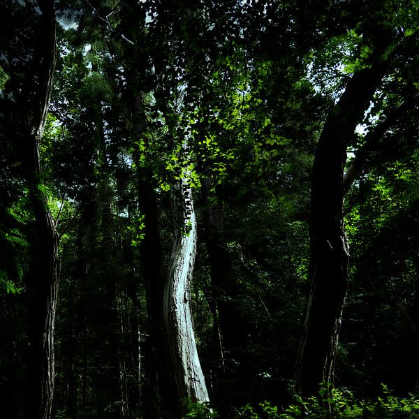 Tree trunk in the light by Jan Fotografie