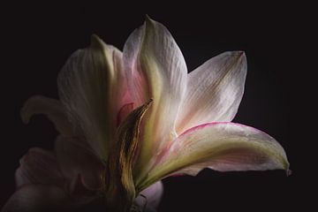 Amaryllis flower dark & moody van Sandra Hazes